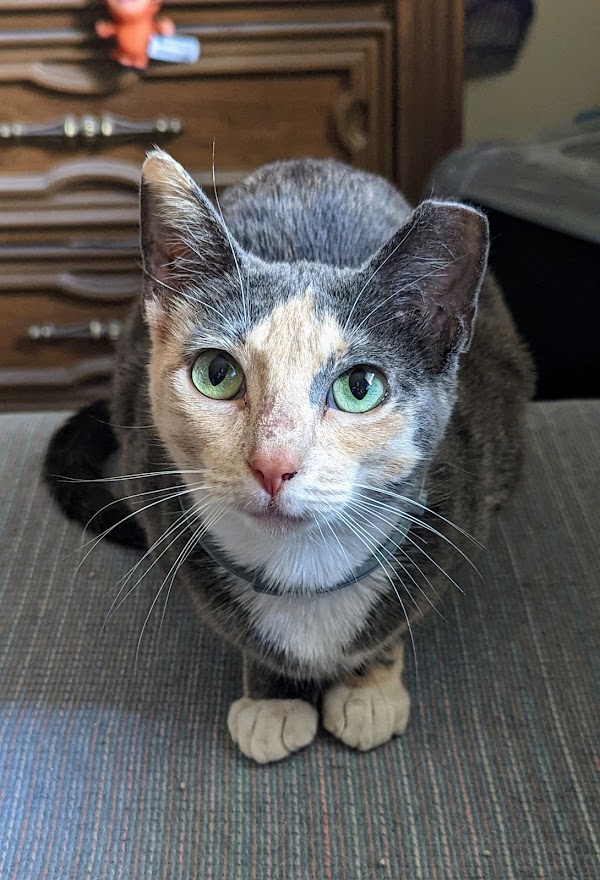 I have a new roommate