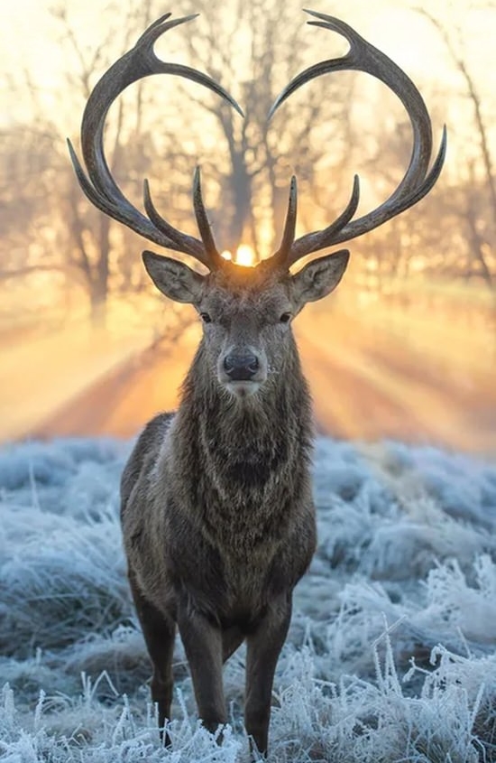 Deer are pretty neat