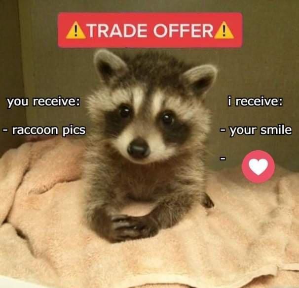 Dump o' raccoons