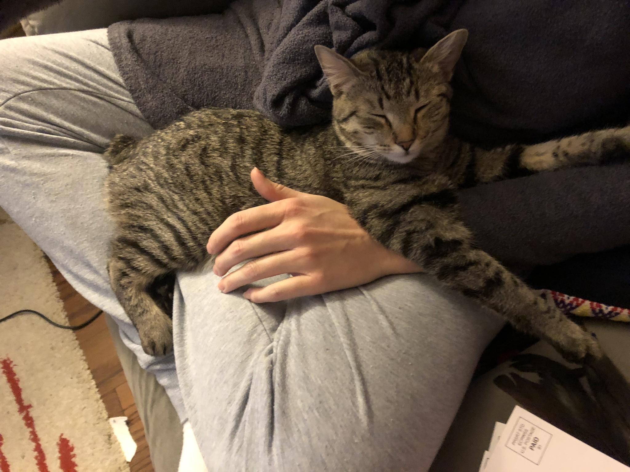 So my kitten, Scooty Booty, has sacrocaudal dysgenesis