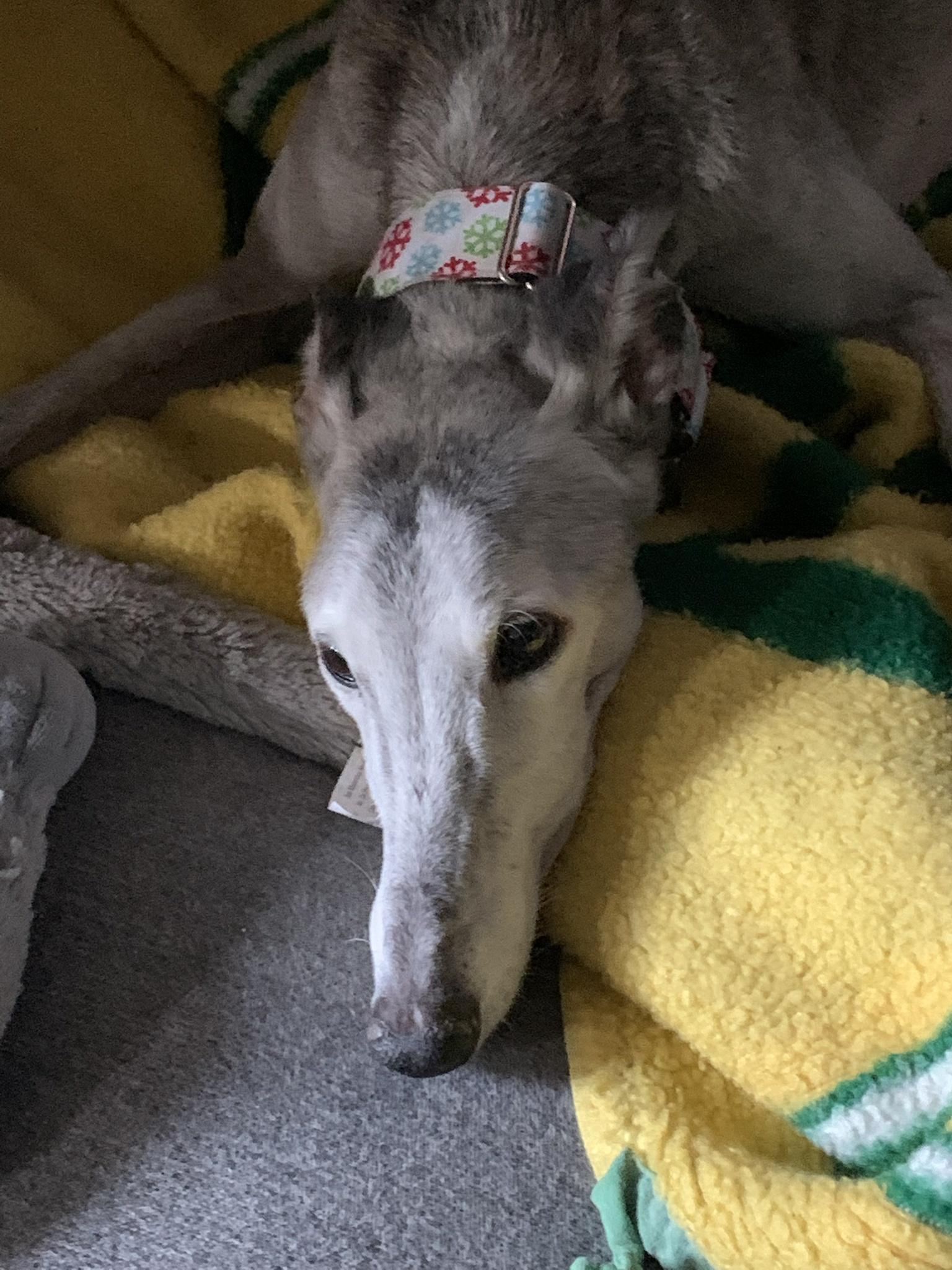 Sala crossed the rainbow bridge today.