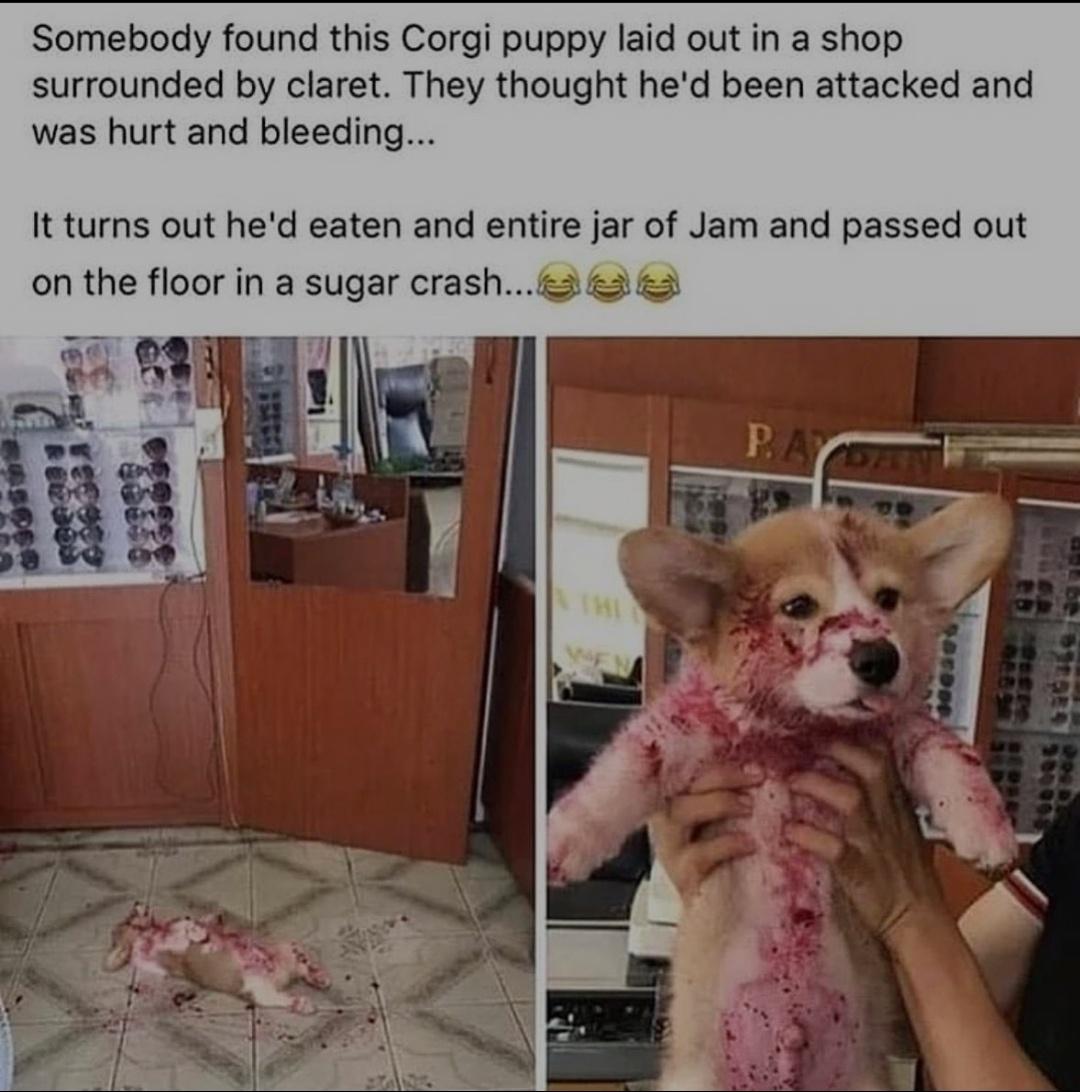 cute but dangerous for your heart.