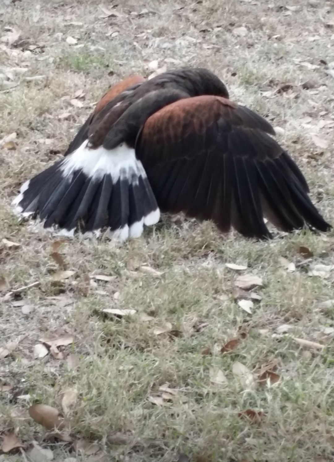I came across this hawk. I thought it was injured.  But it's eating something