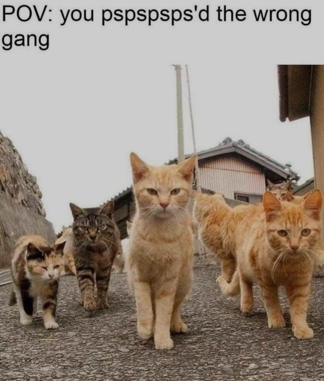 pspspspsps's gang looks kinda ruthless.