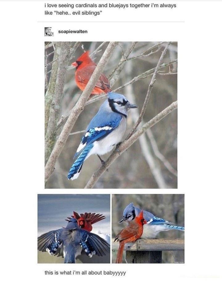 Nature meme dump