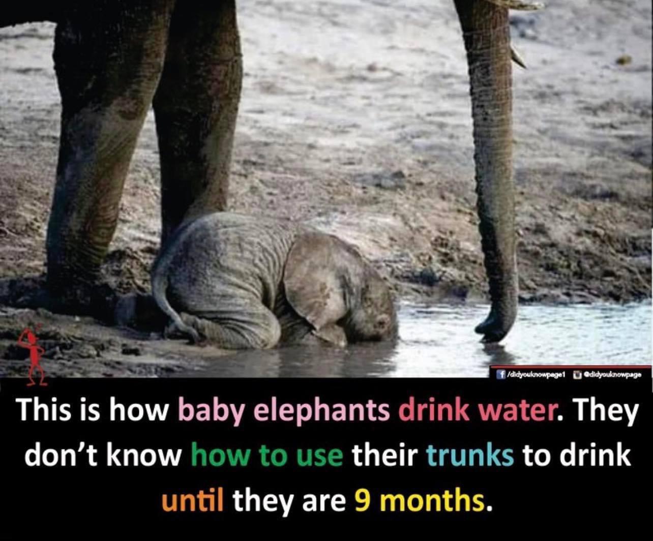 I like baby elephants even more now