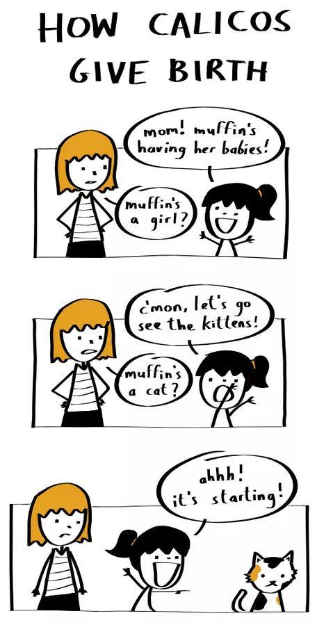 How Calicos Give Birth