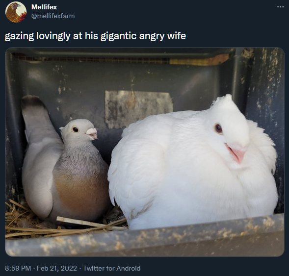 "gazing lovingly at his gigantic angry wife"