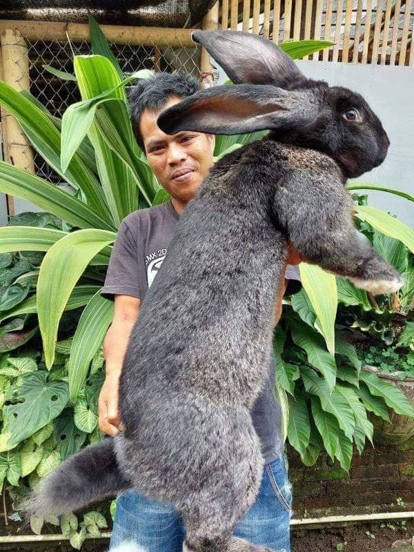 German giant the biggest rabbit in indonesia
