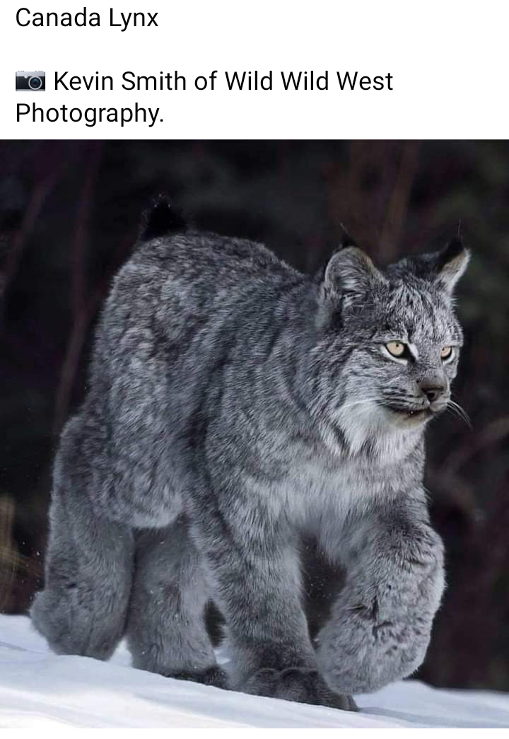 Lynx