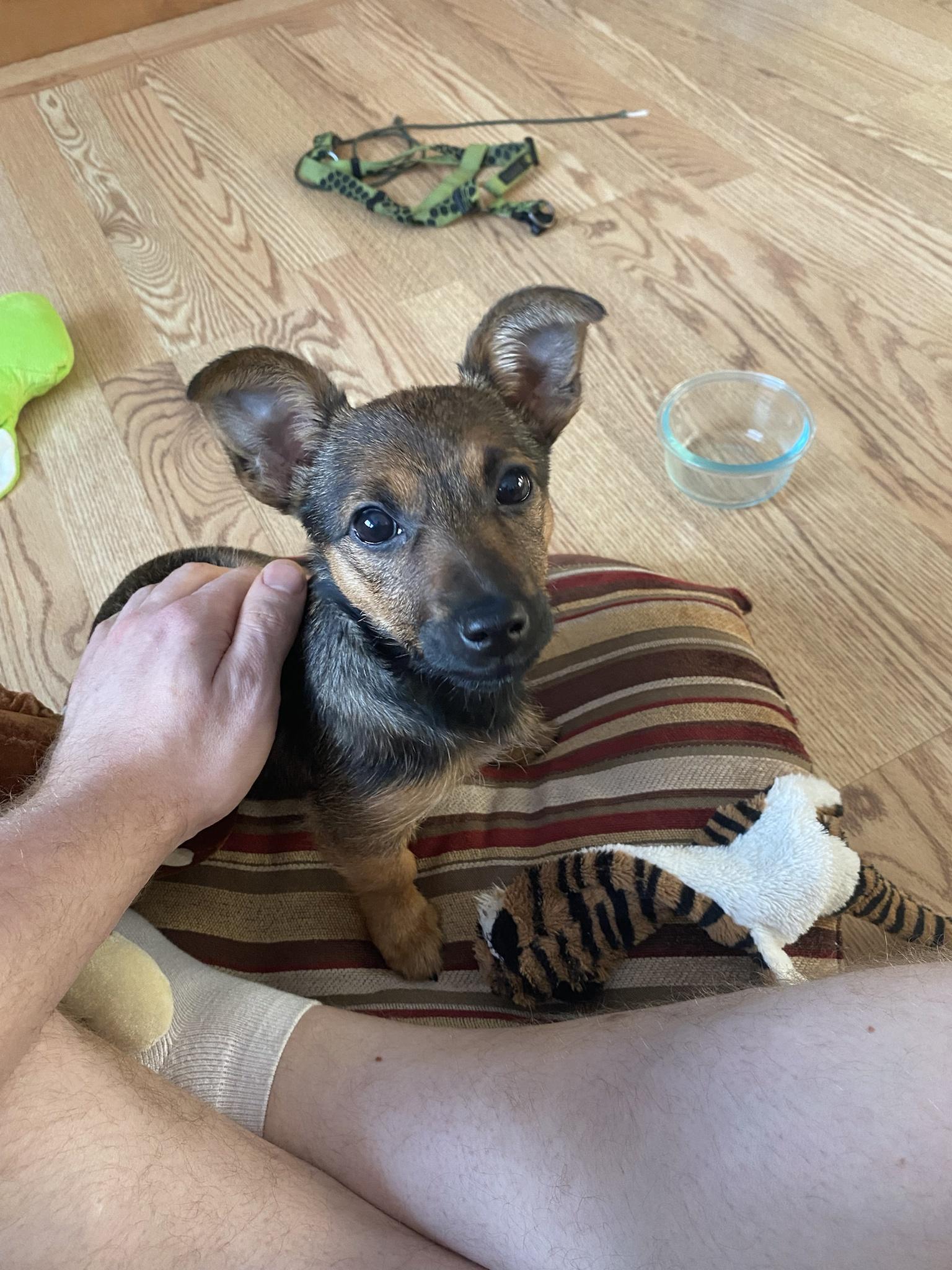 A break from war, here&rsquo;s my new puppy. As well as my grumpy dog.