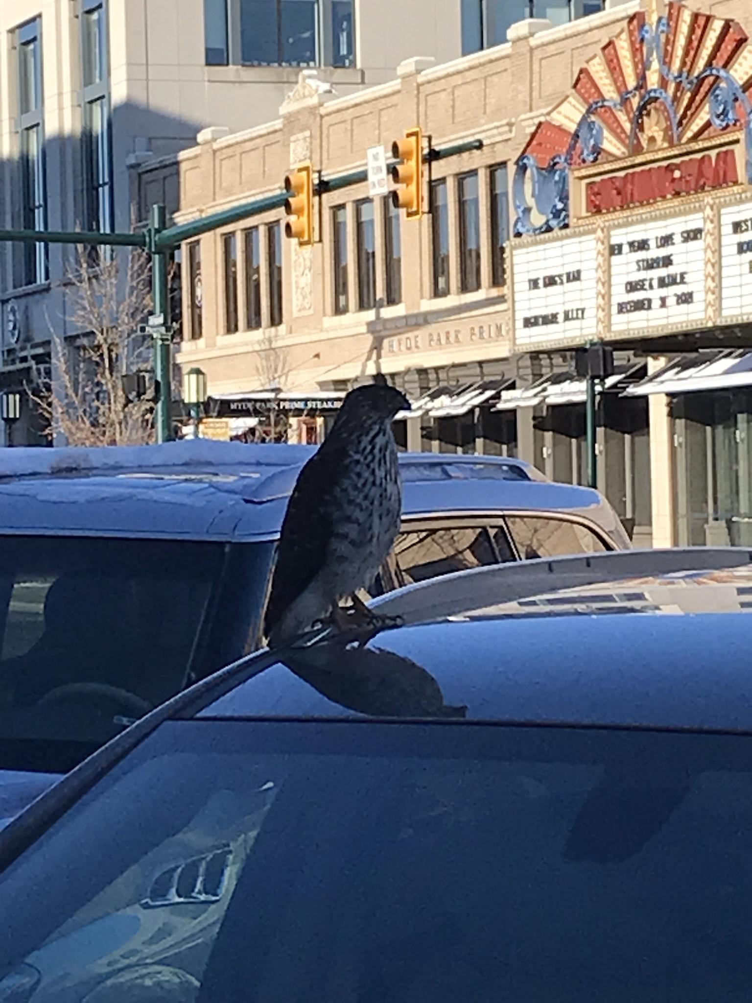 Falcon landed next to me