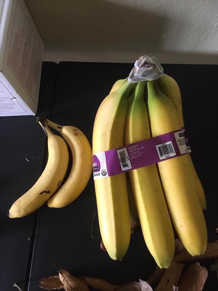 Look atthe size of this banana (banana for scale)