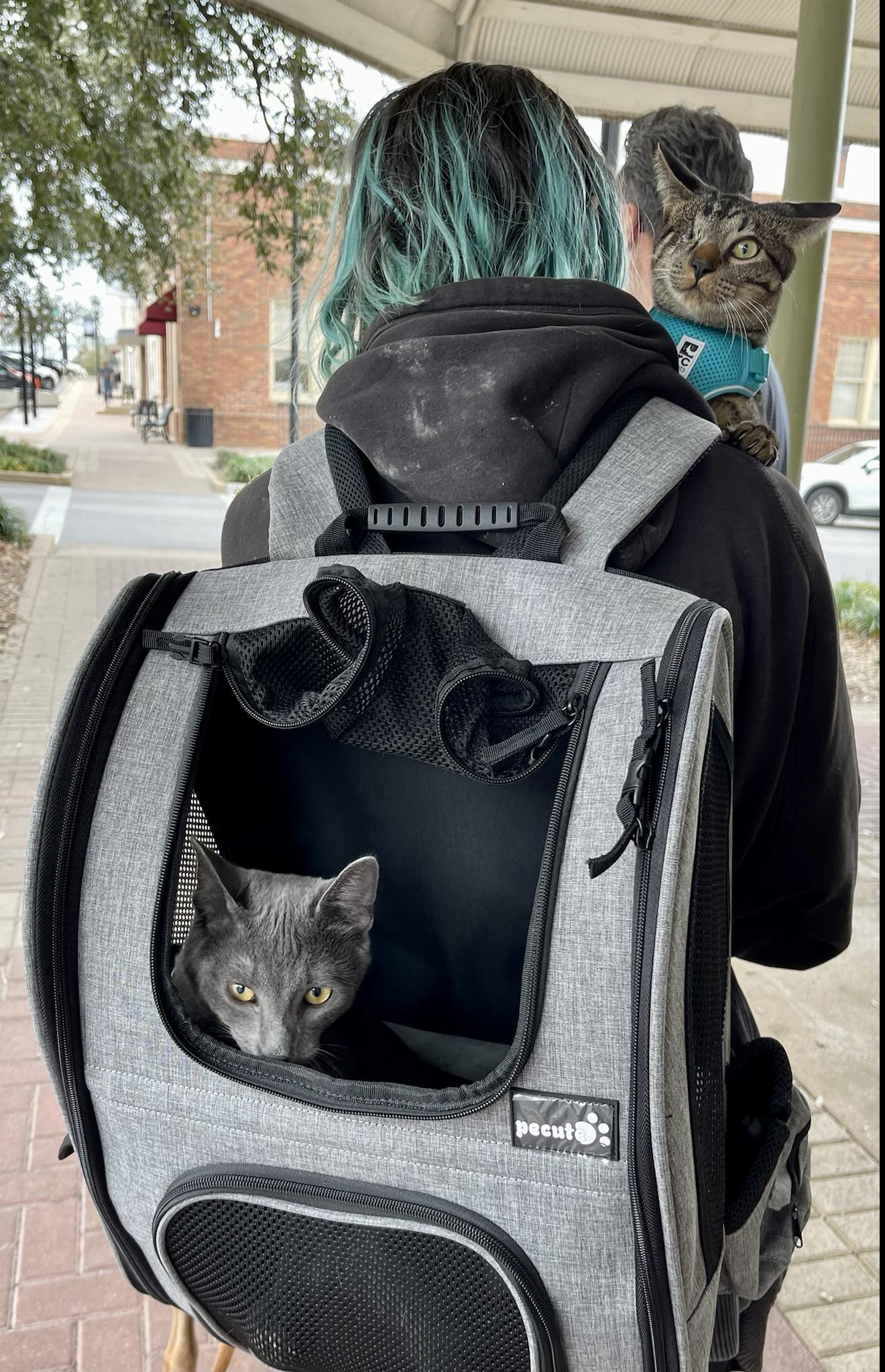 Adventure kittens out on the town!