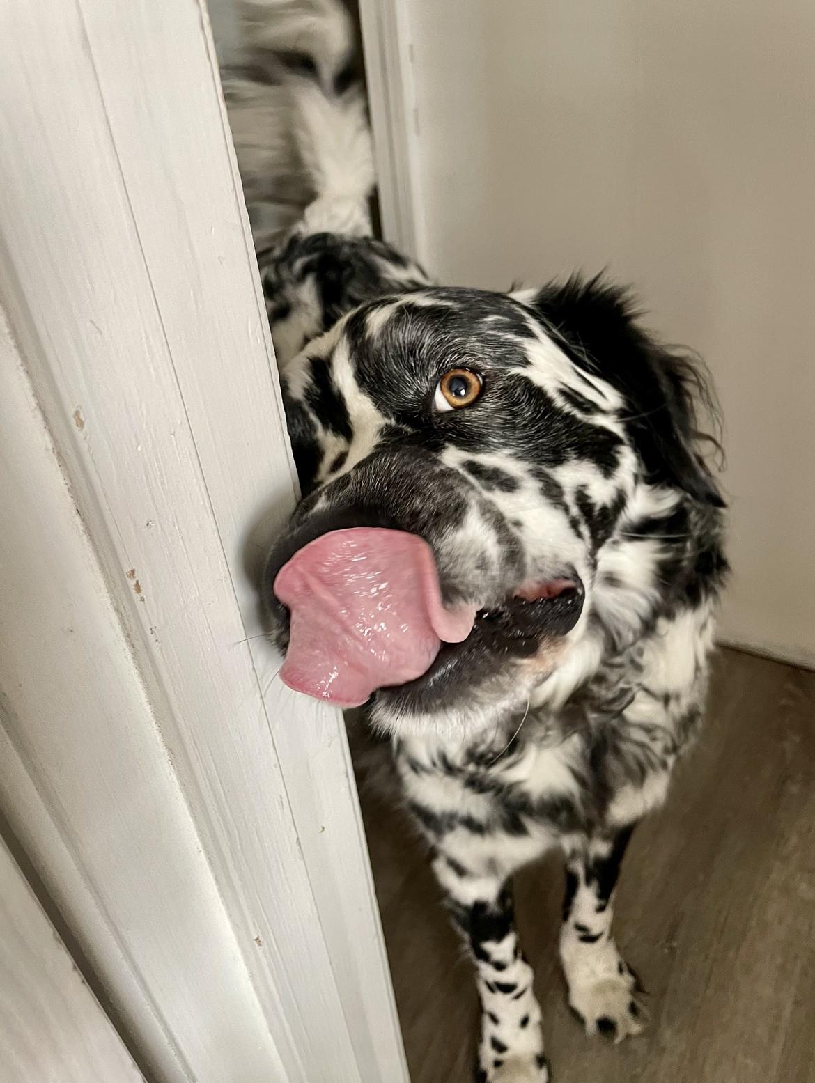 Some kisses and head cocks from Professor while I take a break from doom scrolling