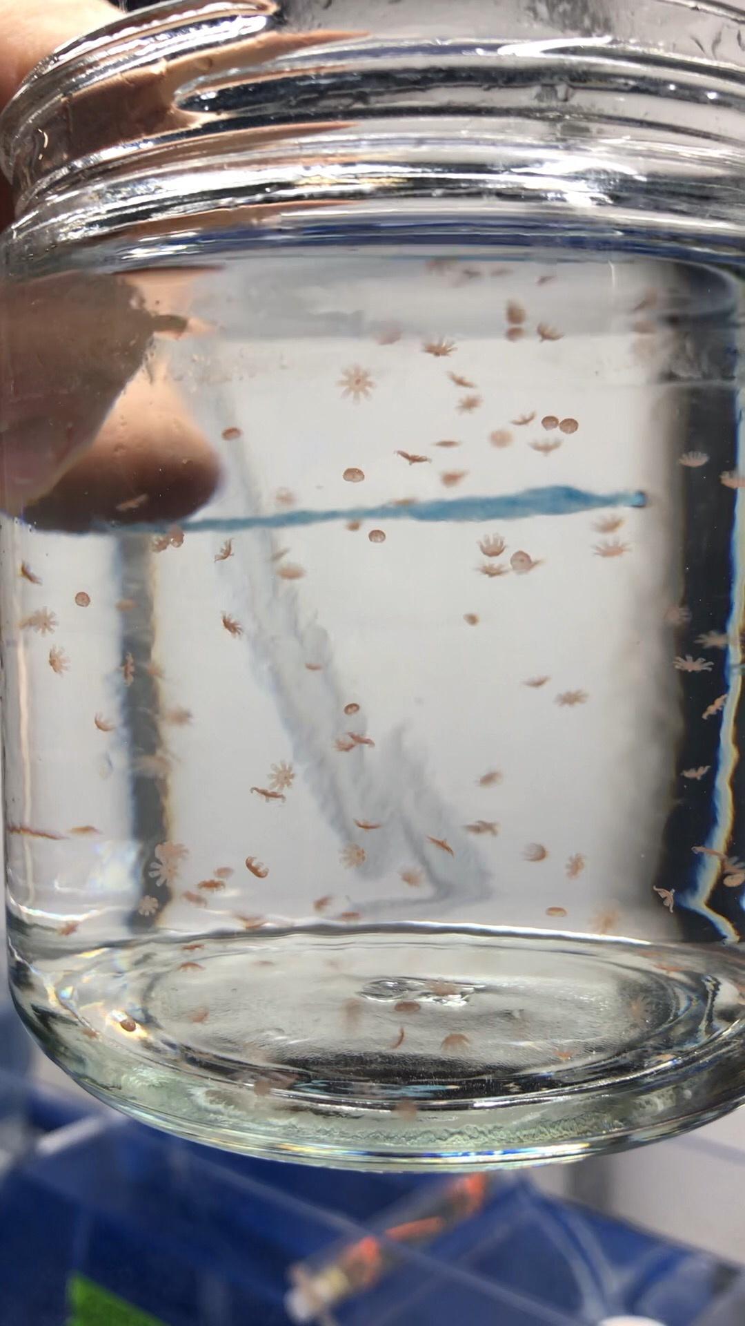 We raise moon jellies!