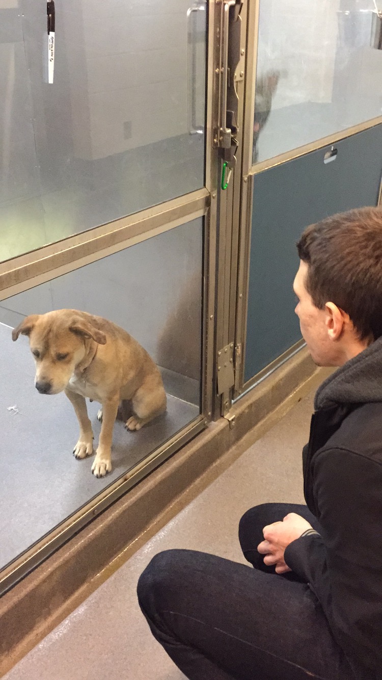 Spokey the goodest adoption doggo is now happy