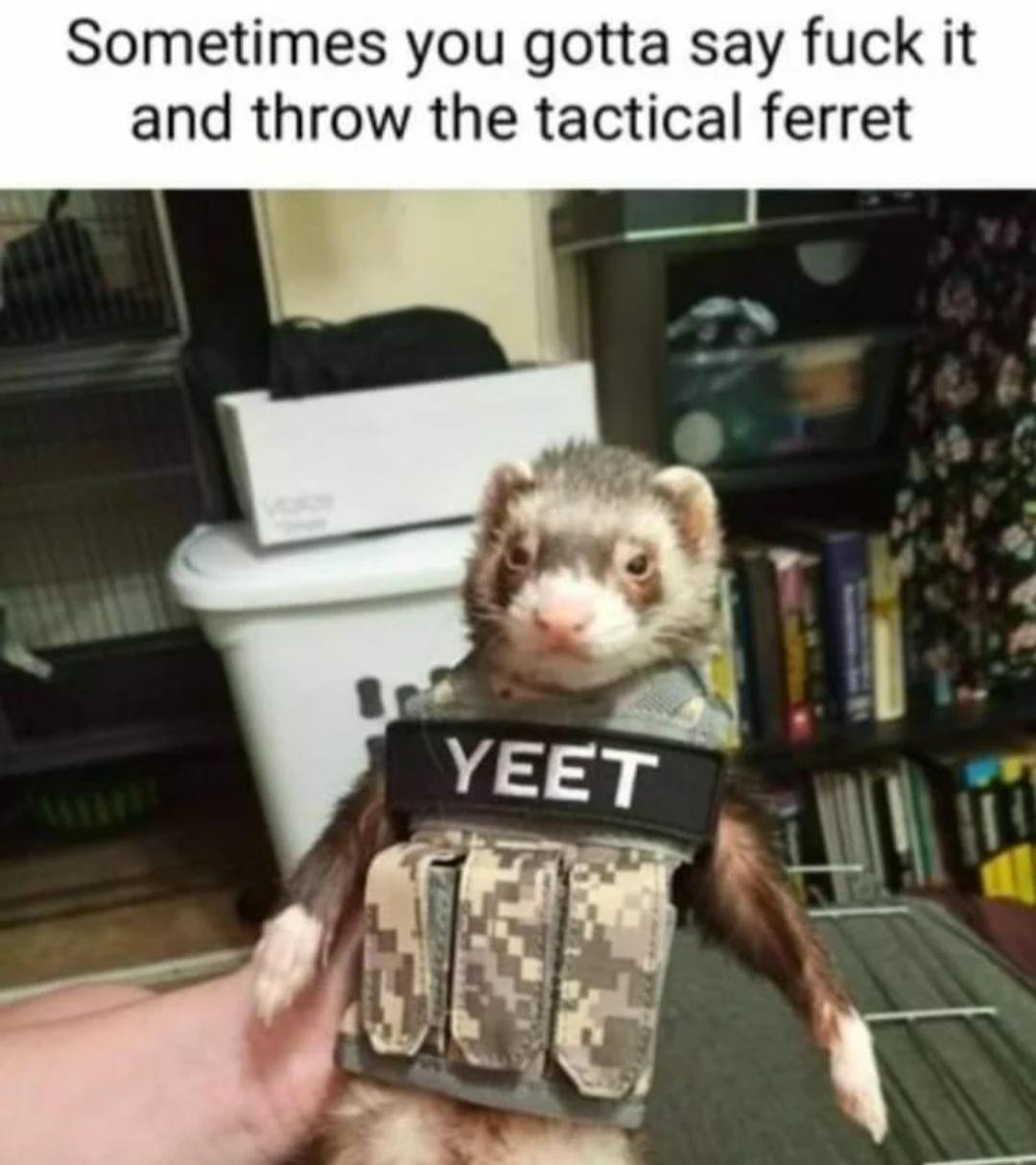 Tactical ferrets