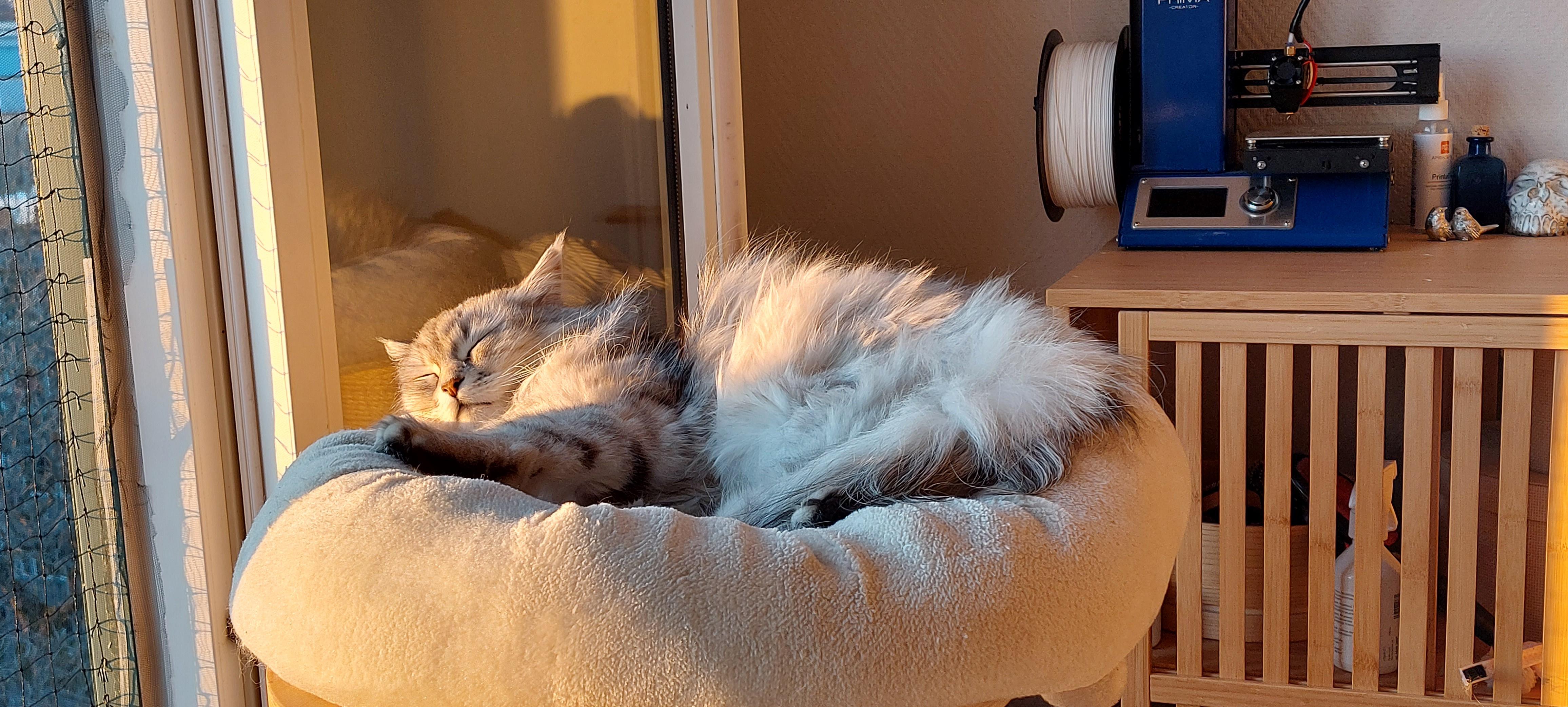 15 pictures of my cat sleeping