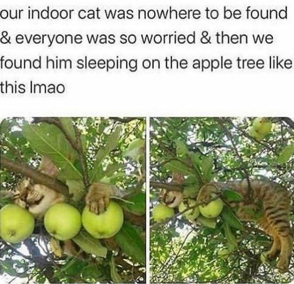 Phone Meme-ory Cat-themed Dump