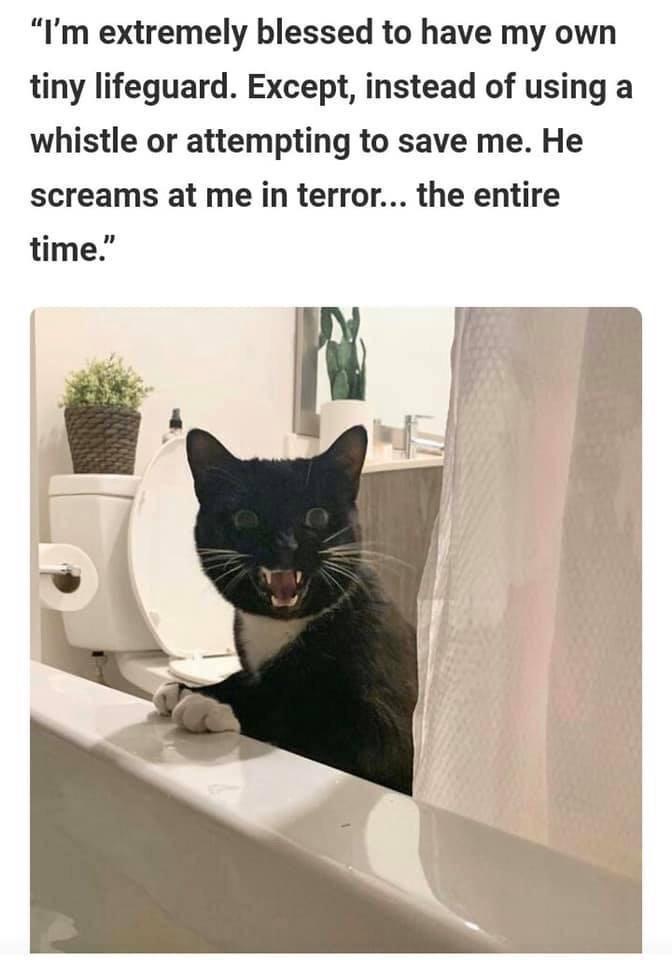 Shamelessly stolen memes dump