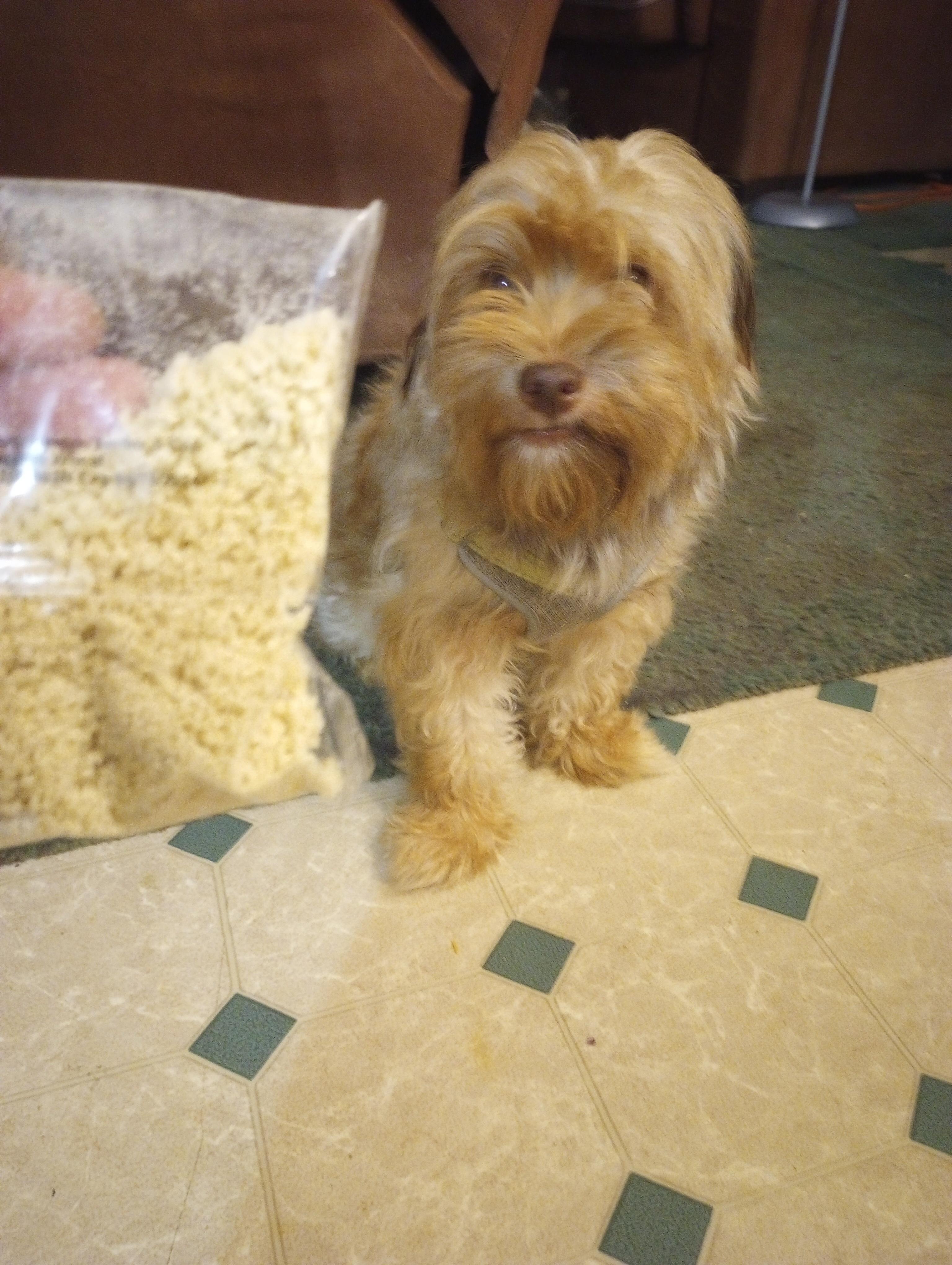 Picture of my dog looking at a bag of Panko. Probably not every day.