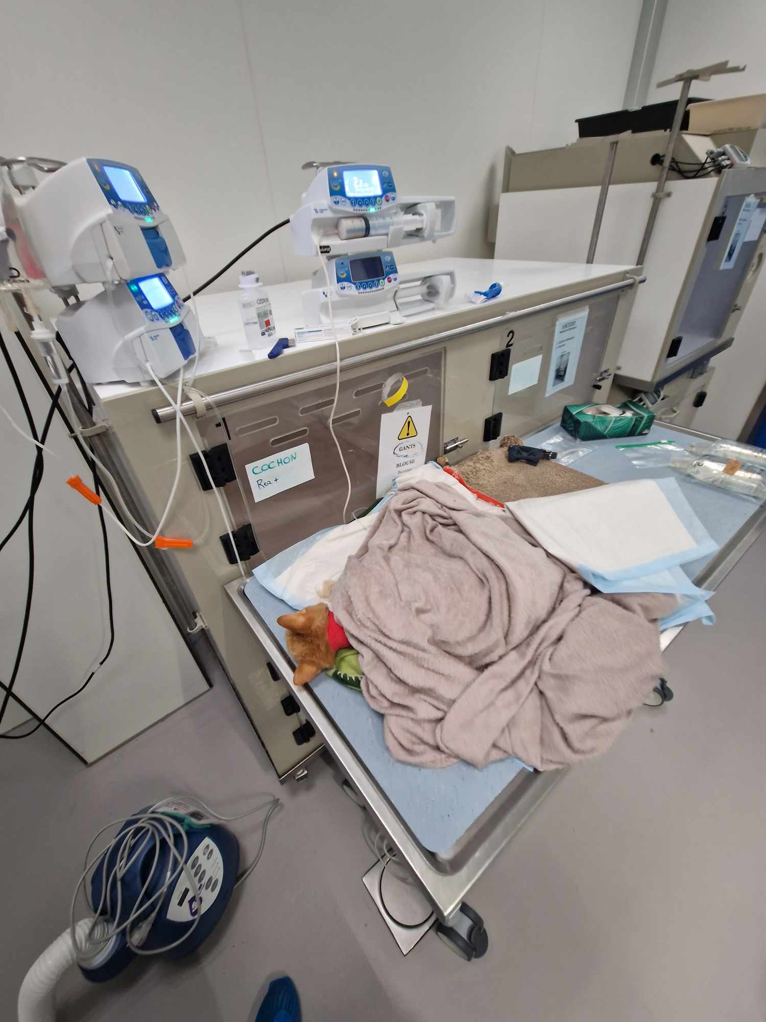 Last Update about Mr Cochon and his route to rainbow road