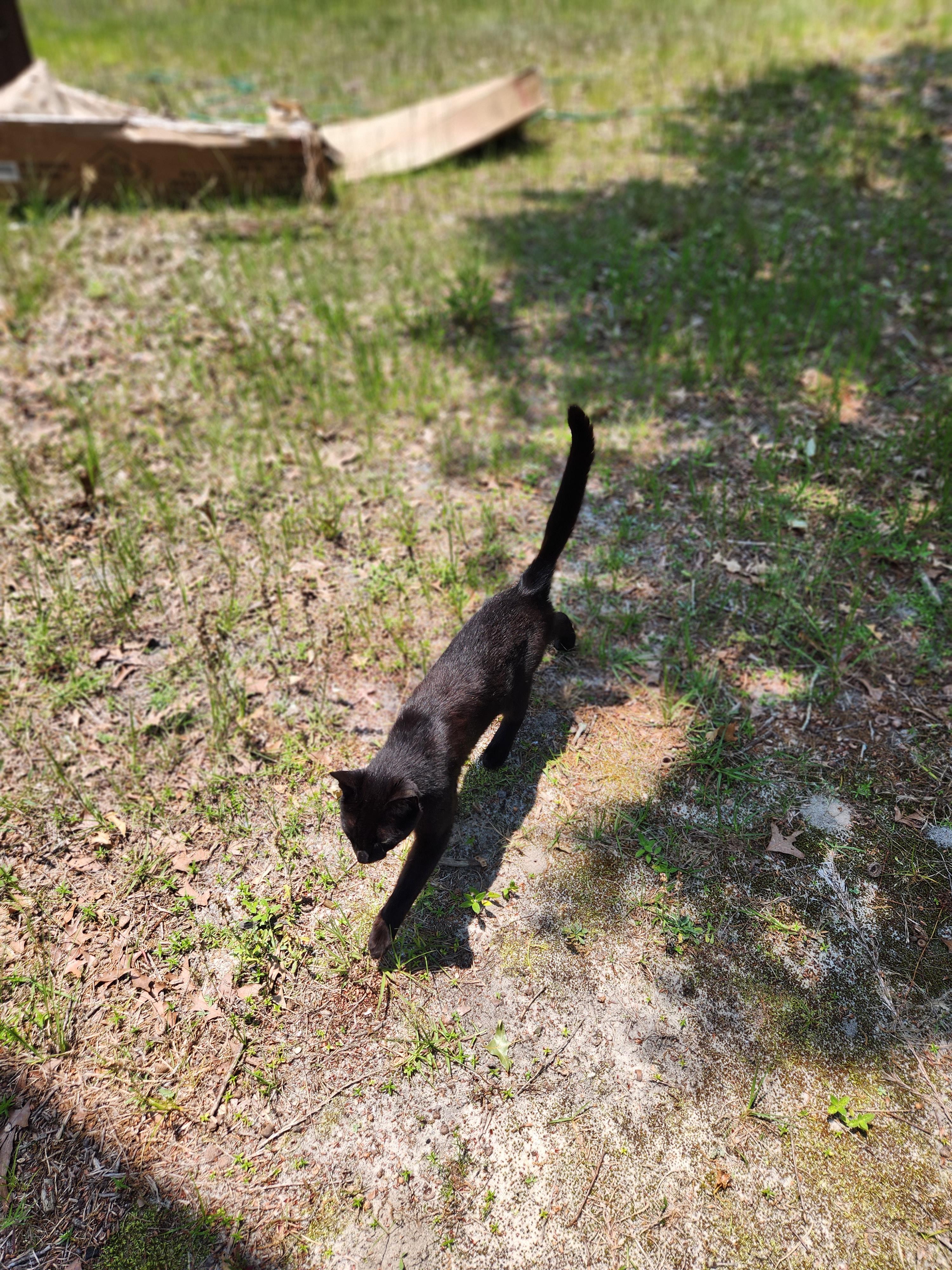 Black Kitty Adopts Us!