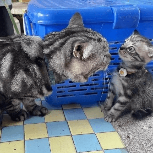 Caturday dump - ahead of time-