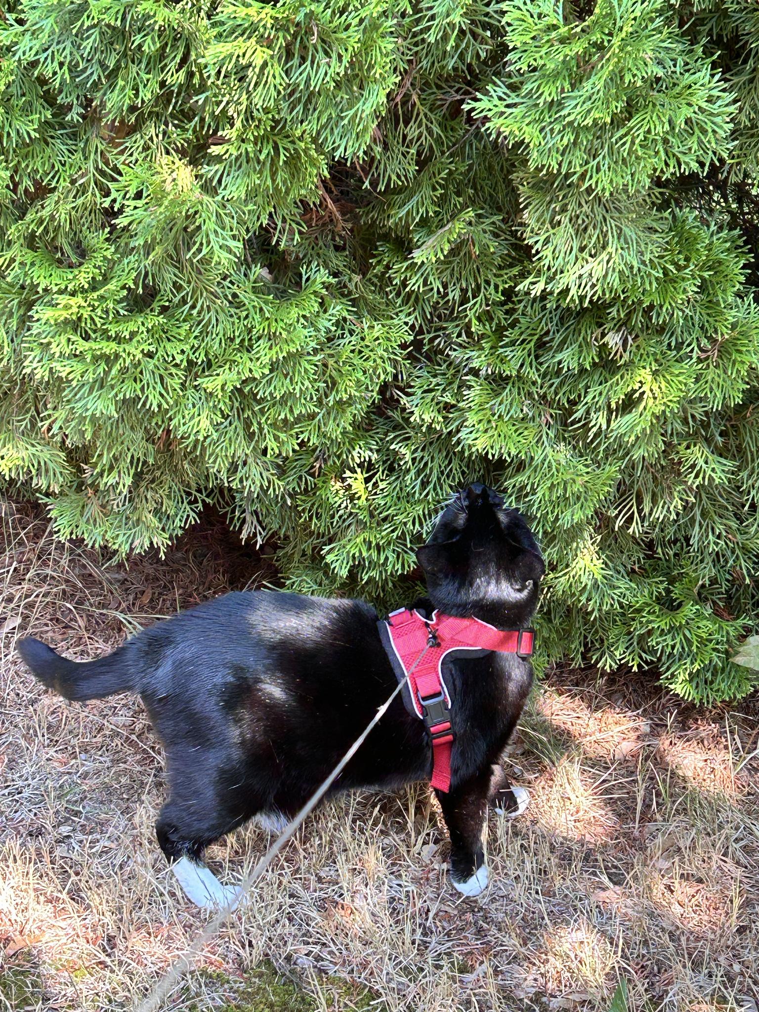 Lucy can go outside again