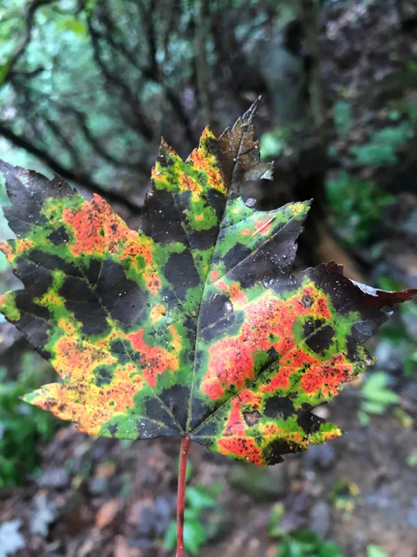 Found a leaf that looks like weather radar...