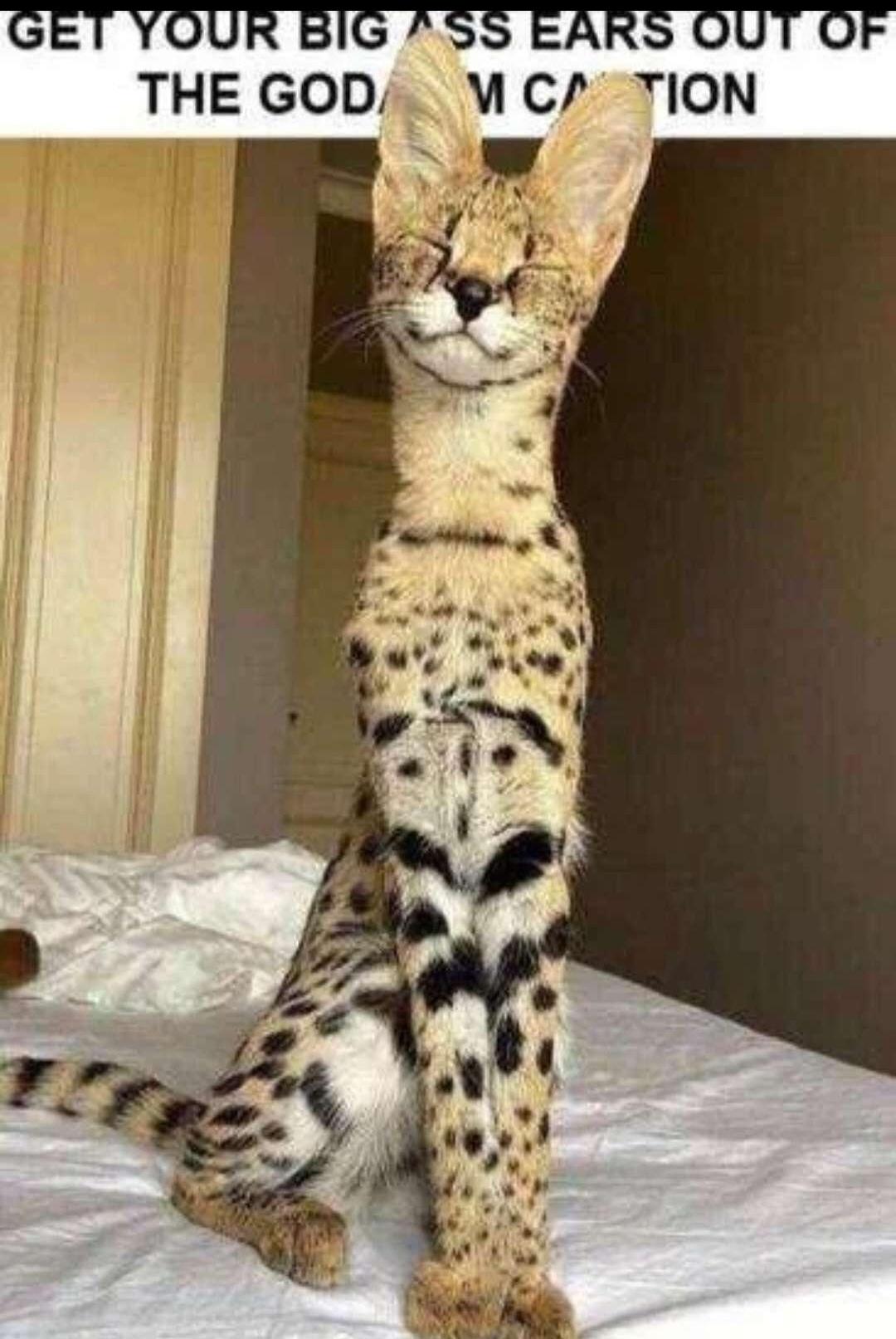 A day in the life of a bottom shelf meme dumper.