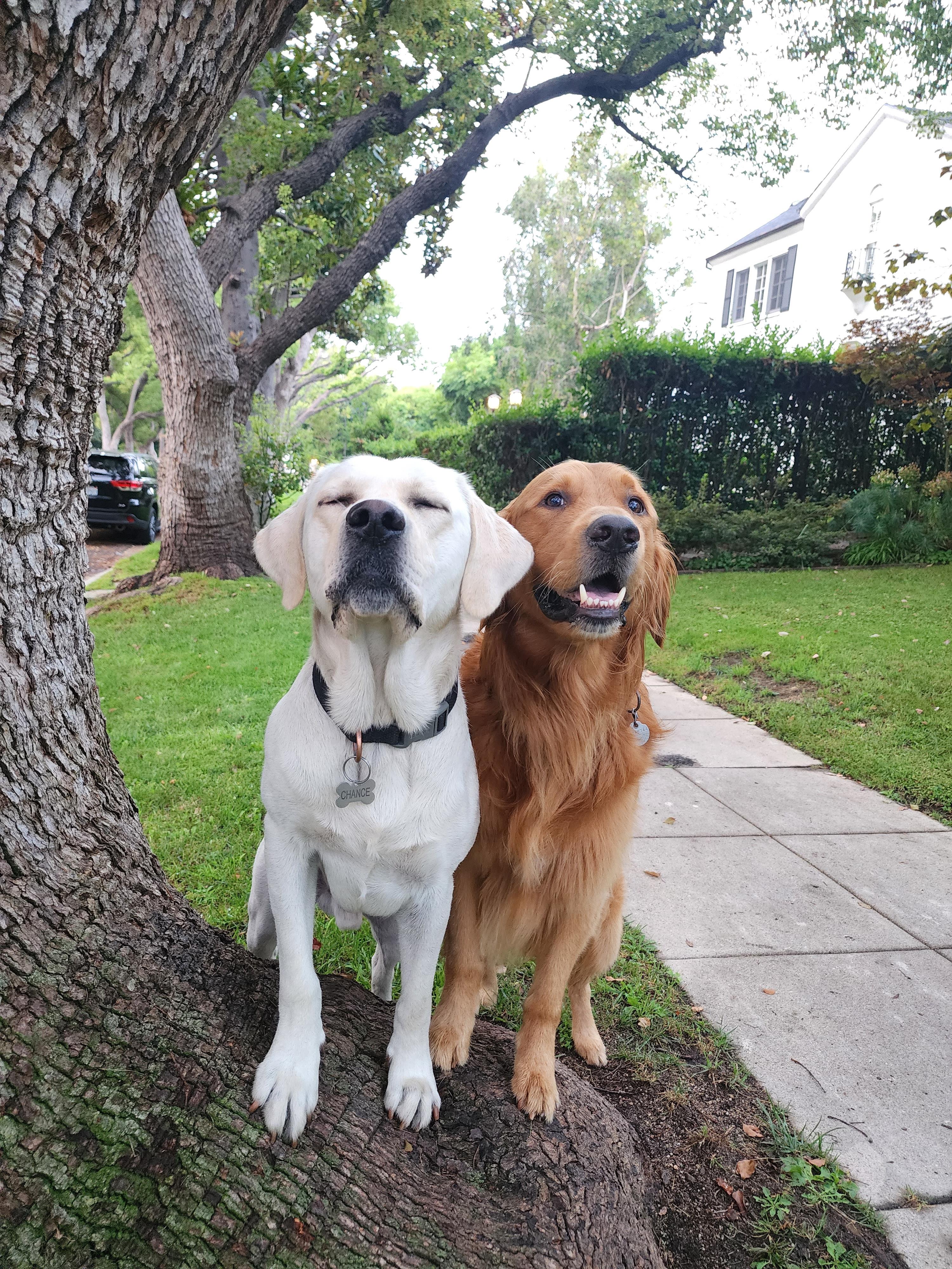 Shadow: Embracing the sunny side of life ☀️Chance: Mastering the art of canine critique ??