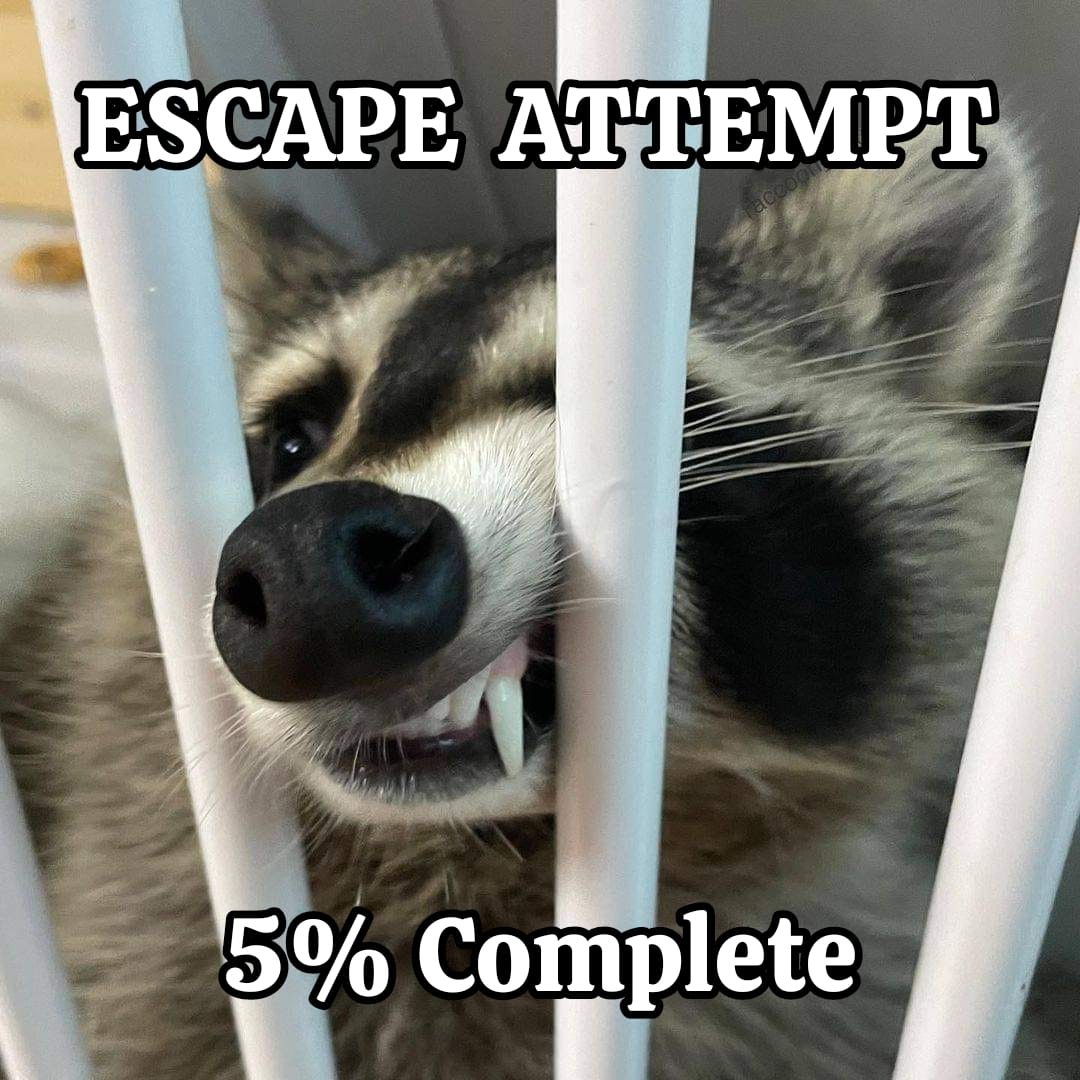 Meme dump 345: grand raccoon