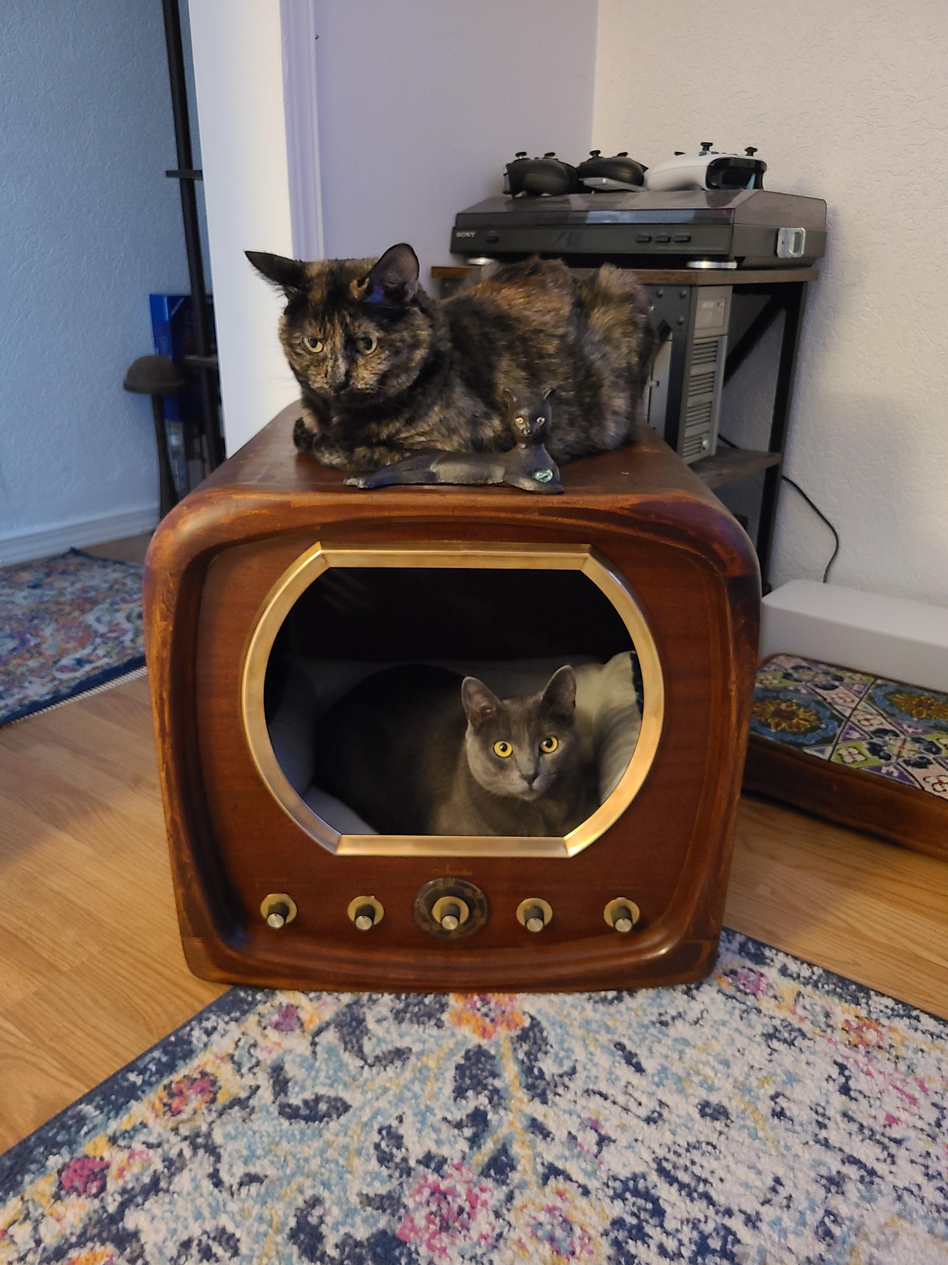 Mom made the cats a new bed out of a vintage TV shell