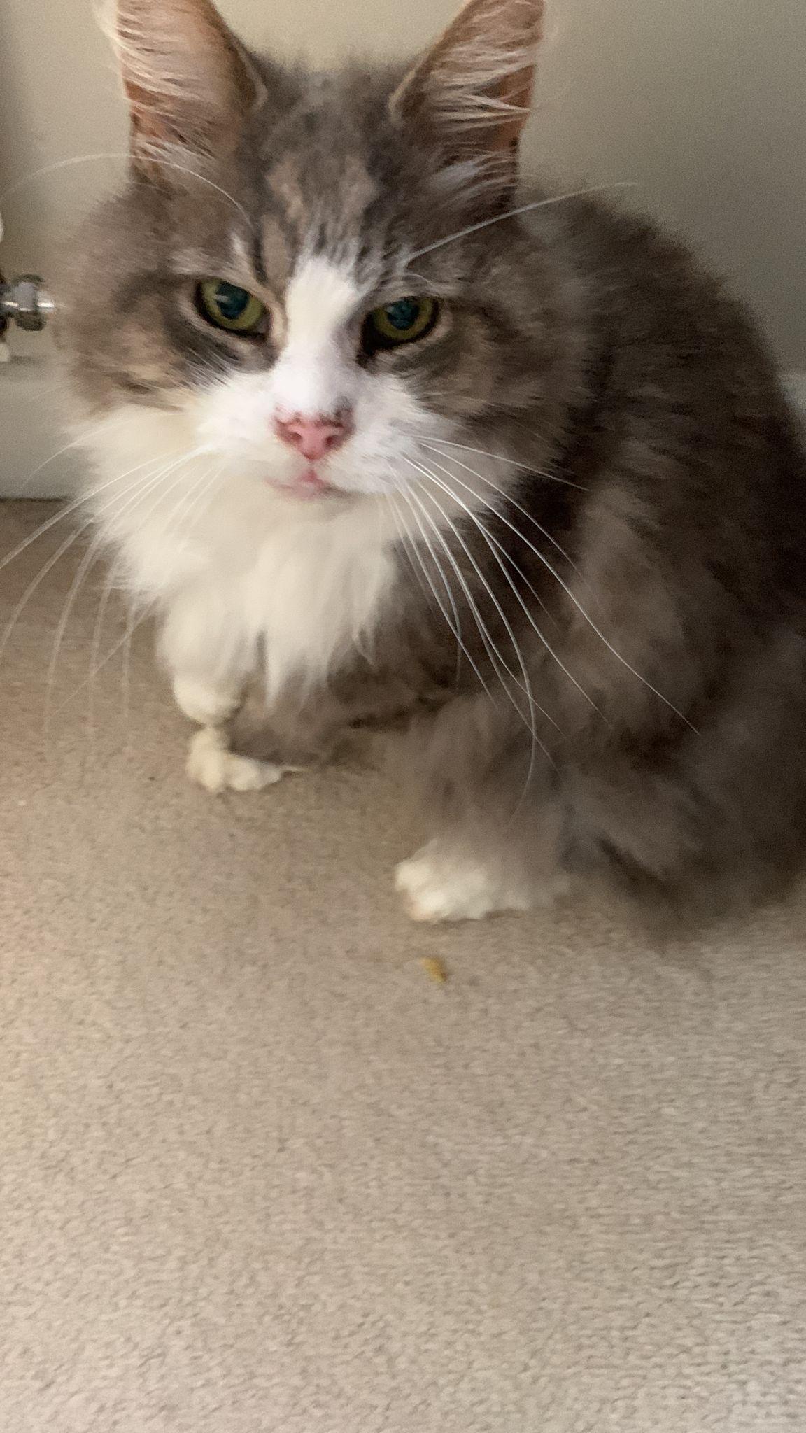 Sweet little kitty. He's 16 years old