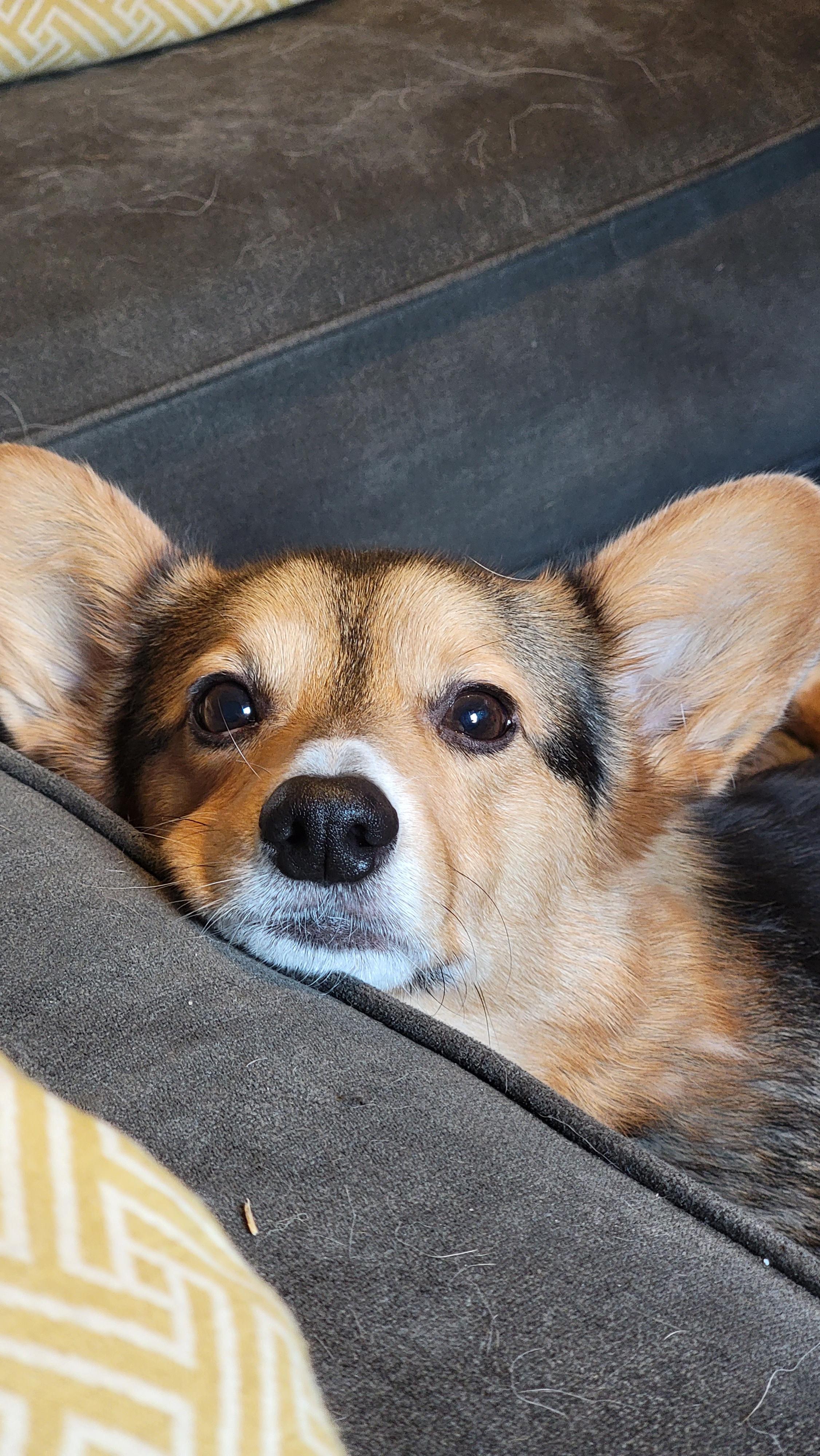 I lost my dog today...