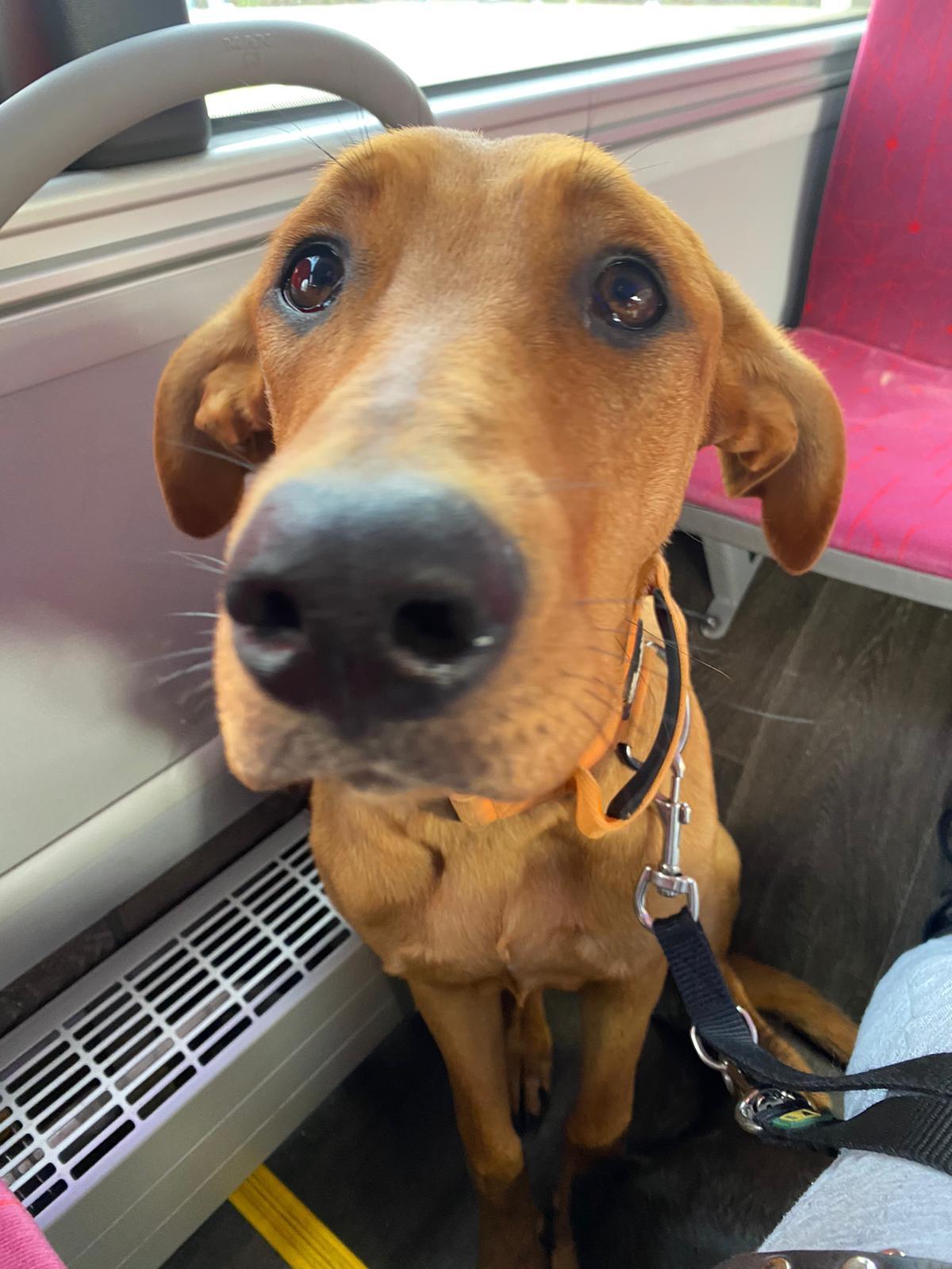 This is Nika, she&lsquo;s got very expressive eyebrows