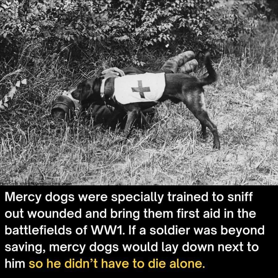 Dogs have always been the best boys and girls!