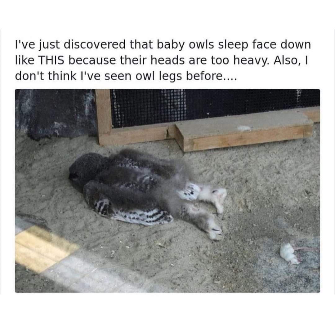 Baby owls sleep like this??