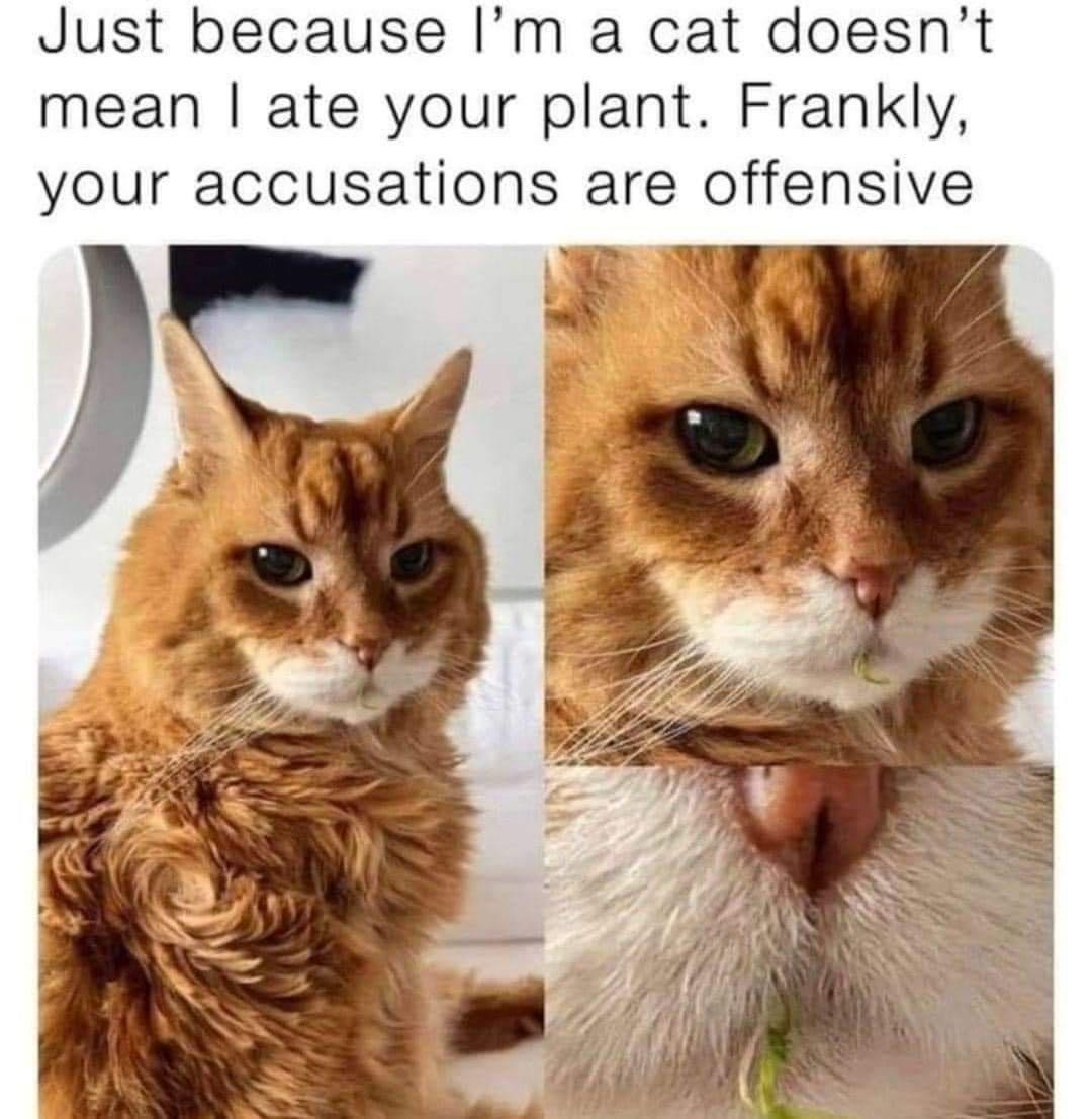 Prove it.. I did nothing wrong ?