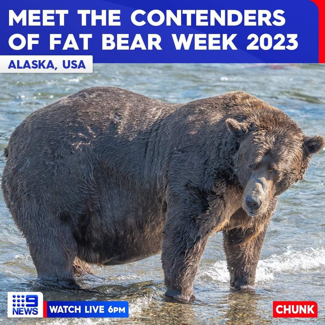 Chonkiest bears of the week at Katmai National Park in Alaska
