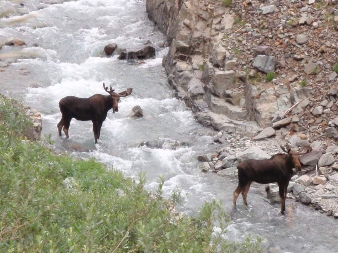 Majestic but probably one of the most dangerous animals in our area. Pic taken north of Silverton, Colorado