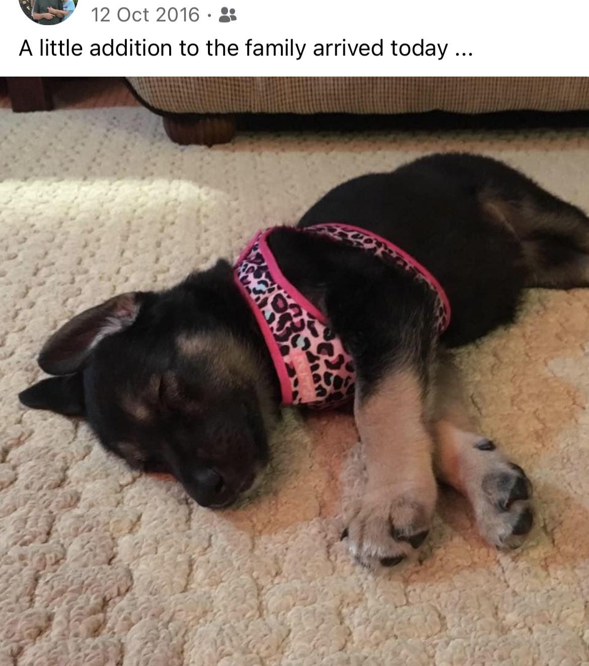 Crossing the rainbow bridge too soon &hellip;