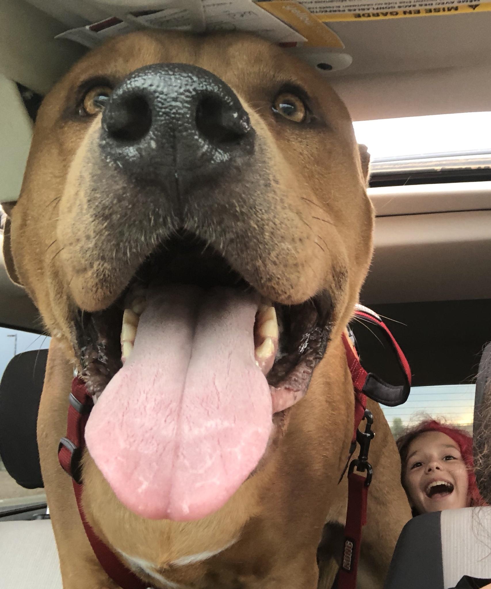 Saying goodbye to your best friend is never easy. Enjoy the rainbow, Nearly.