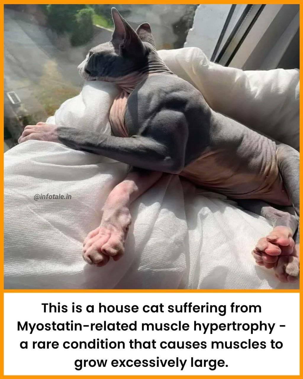 Too much motivational talk had a cat working out to try become a lion