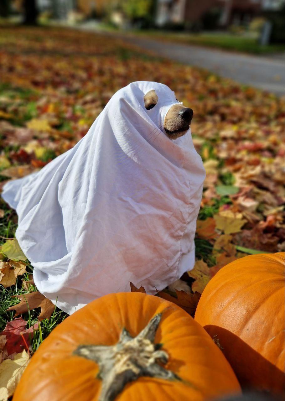 Too spooky, stay safe. This is my dog Koira, im the spirit of the season for treats.