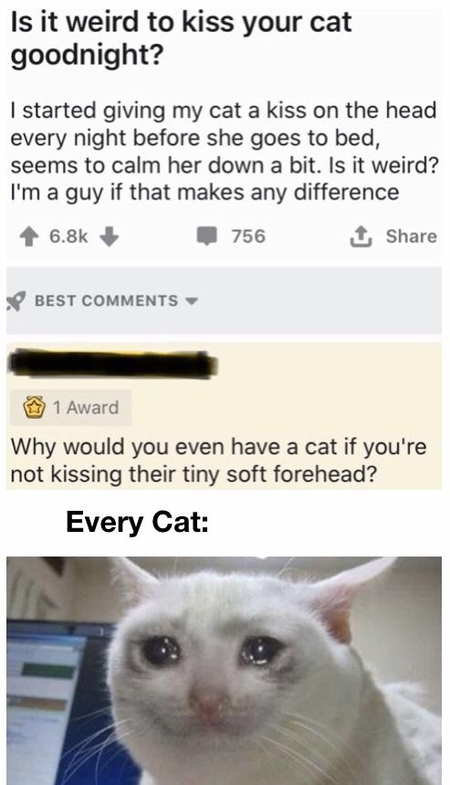 Every cat knows this