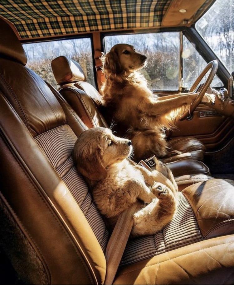 There is no meme, just 2 wholesome doggos