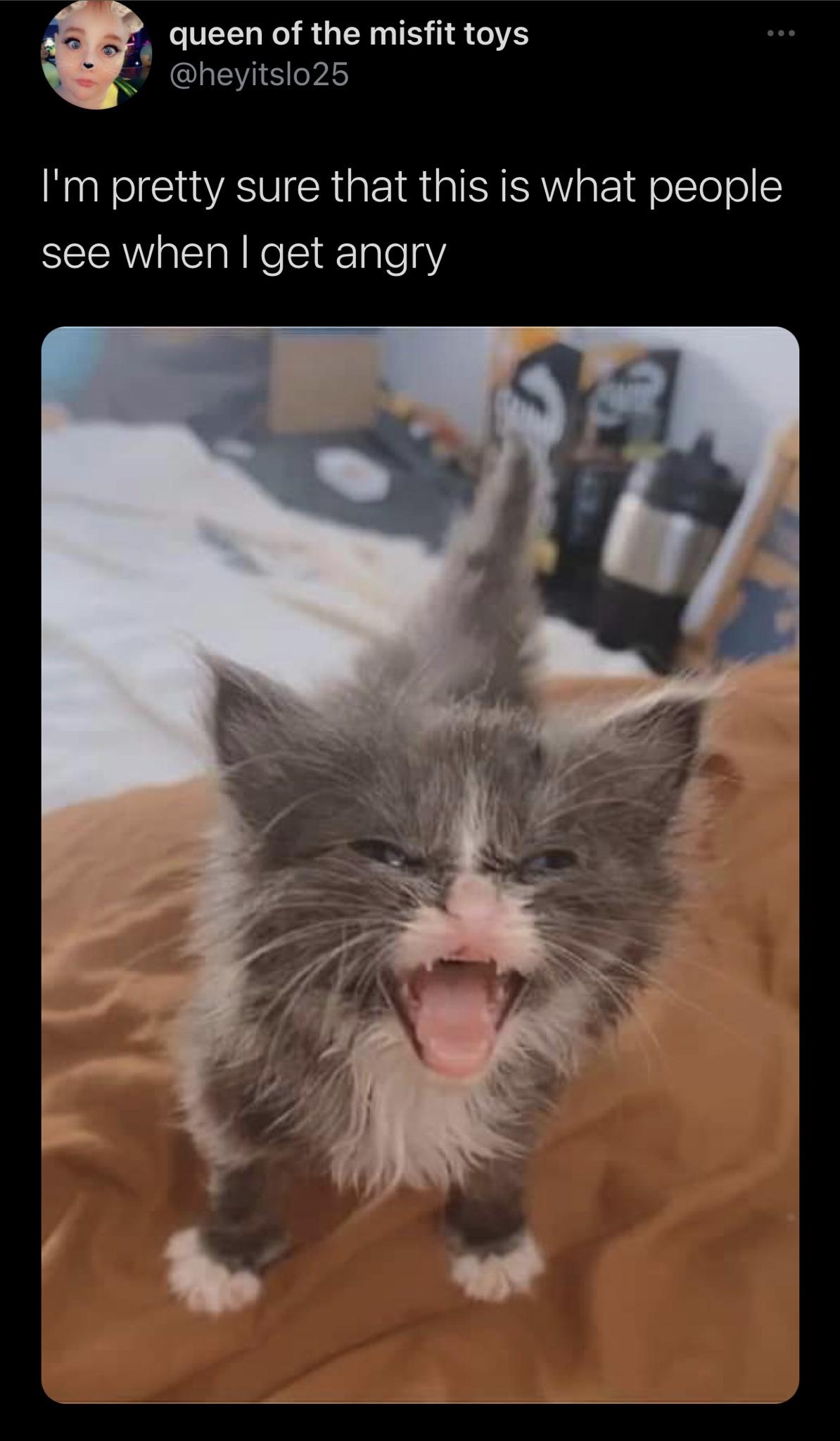 Funny Random Meme and Twitter Dump